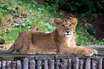 lion cub