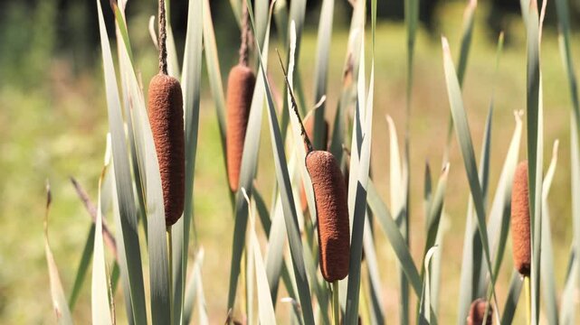 Blooming cattails (Typha) on the bank of a pond in the park.