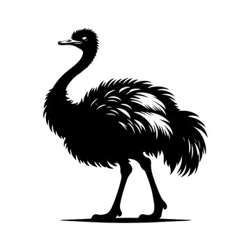 recommend clip art: Ostrich silhouette, vector black color silhouette solid white background 