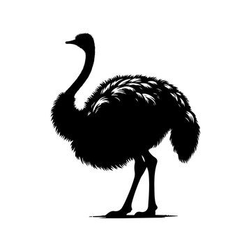 recommend clip art: Ostrich silhouette, vector black color silhouette solid white background 