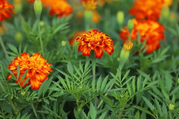 Tagetes. Orange and yellow marigolds flower on a green background.