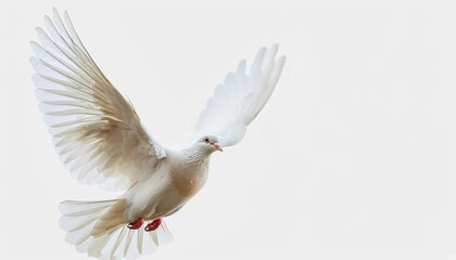 Isolated white dove soaring against a white backdrop, symbolizing peace, freedom, purity.