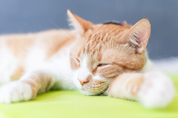 Bonito gato atigrado de color naranja tomando una siesta 
