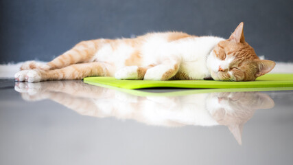 Adorable gato anaranjado tomando una siesta 