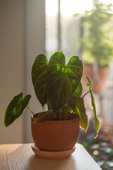 Closeup of Philodendron Splendid plant with hear sheped green velvet leaves in flower pot at home, soft focus. Araceae. Home gardening concept © DimaBerlin