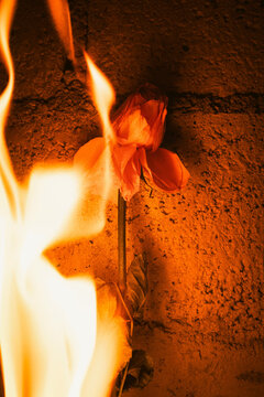 Flor en llamas
