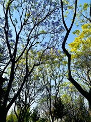 jacaranda trees