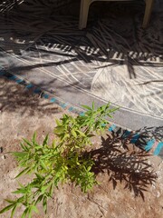 root and roots