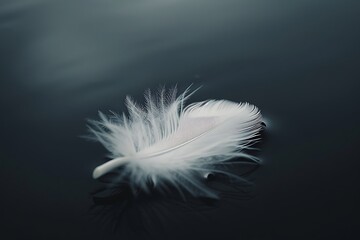 Obraz premium white feather on black background