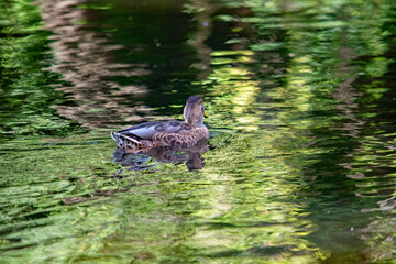 Wildente mit Spiegelung im Teich