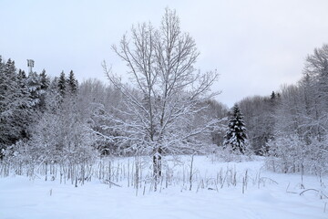 Scandinavian winter landscape in December 2023. Plenty of snow. Stockholm, Sweden.