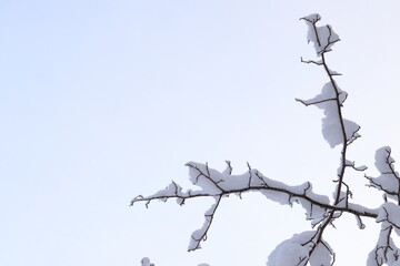 Snow covered branch during the winter. Stockholm, Sweden.
