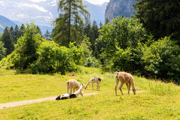 Naklejka premium Group of alpacas grazing in green alpine meadow in Switzerland