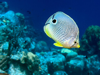 foureye butterflyfish,Chaetodon capistratus