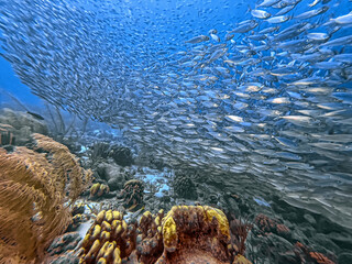 Baitball off the coast of the Cariibean island of Bonaire