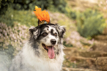 Funny portrait of an australian shepherd dog wearing a steampunk costume