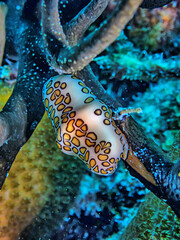 flamingo tongue snail ,Cyphoma gibbosum is a species of small but brightly colored sea snail,