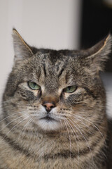 striped domestic cat portrait