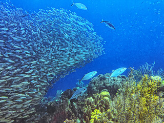 Baitball off the coast of the Cariibean island of Bonaire