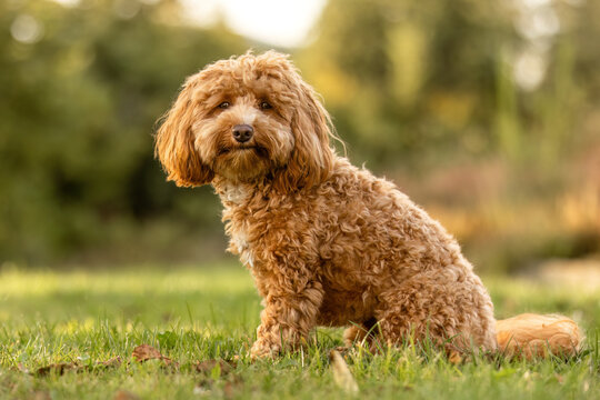A cute havapoo dog in summer outdoors