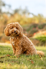 A cute havapoo dog in summer outdoors