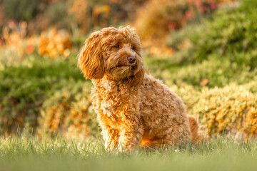 A cute havapoo dog in summer outdoors