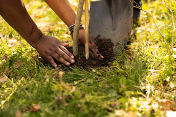 Team of climate change activists planting small trees in a forest environment, uniting to preserve natural habitat. African american volunteers installing plants in the ground, nurture greenery.