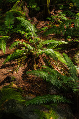 Sword fern (polystichum munitum)
