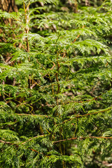 Western red cedar (Thuja plicata)