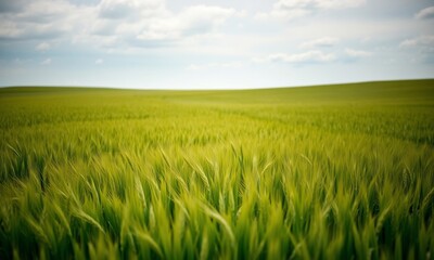 Obraz premium Green meadow meanders into wheat field horizon generated by 