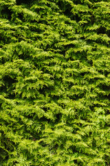 Western red cedar (Thuja plicata)