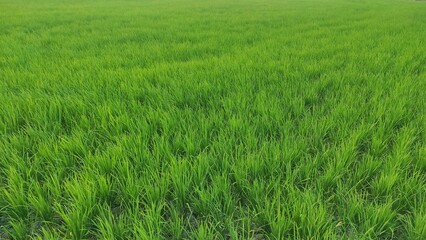 View of rice paddy plant swaying in the rice field in rural area during sunny day