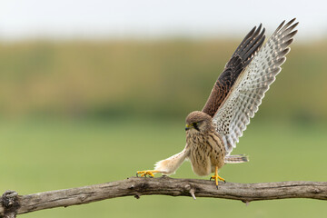 Common Kestrel (Falco innunculus) juvenile sitting on a pole where he is waiting to be fed by his parents in the meadows in the Netherlands 
