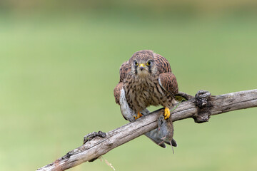 Common Kestrel (Falco innunculus) juvenile sitting on a pole where he is waiting to be fed by his parents in the meadows in the Netherlands 
