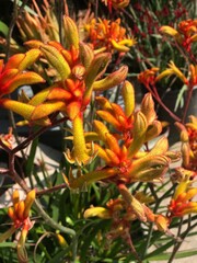 Kangaroo Paws about to Bloom