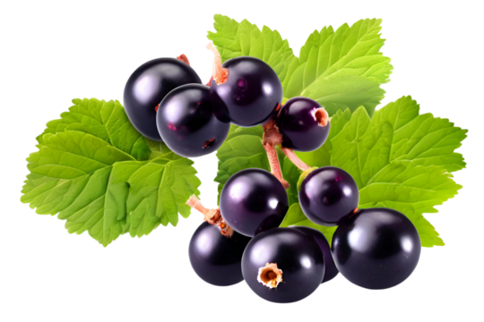 blackcurrant with transparent background