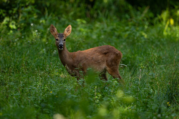 roe deer in the forest