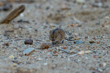 mouse on the sand