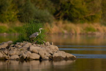 The grey heron stands on the Vistula River in Poland. Beautiful landscape of the Vistula River with a heron