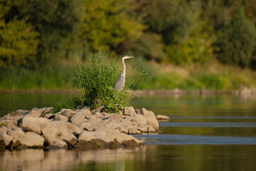 The grey heron stands on the Vistula River in Poland. Beautiful landscape of the Vistula River with a heron