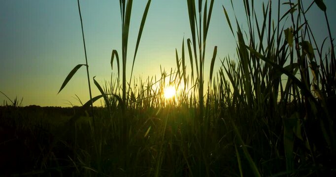 Sunset in reed grass by the river, marsh area, biosphere reserve, Spreewald, Germany, Europe