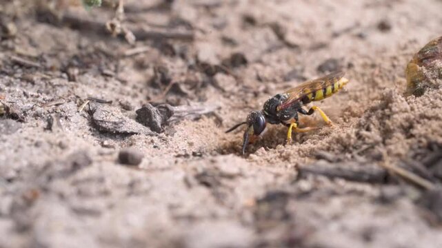 European beewolf (Philanthus triangulum), digging a breeding den in the sand, Lower Saxony, Germany, Europe