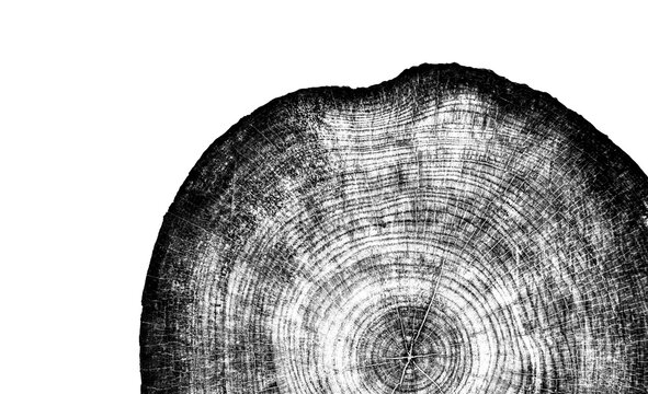 Gray monotone impression of end grain of wood slab. Tree rings art with texture and cracked surface.
