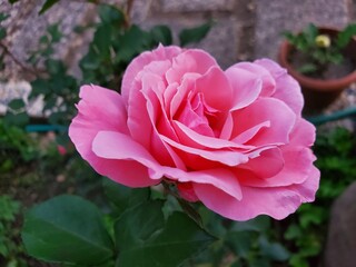 A side-profile view of a delicate pink rose, showcasing its graceful form and soft petals. The soft focus and natural lighting create a dreamy and romantic atmosphere. Perfect for floral photography, 