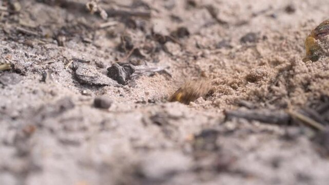European beewolf (Philanthus triangulum), digging a breeding den in the sand, Lower Saxony, Germany, Europe