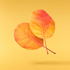 Beautiful bright colorful autumn  leaves falling in the air isolated on yellow background. Zero gravity or levitation autumn conception. High resolution image.