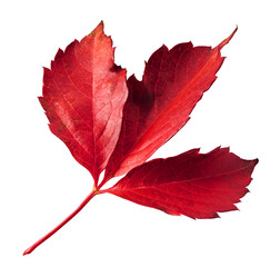 Beautiful bright colorful autumn  leaves falling in the air isolated on white background. Zero gravity or levitation autumn conception. High resolution image.