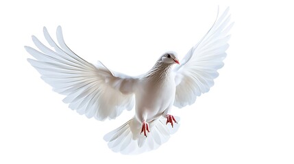 Fototapeta premium A free flying white dove isolated on a white background