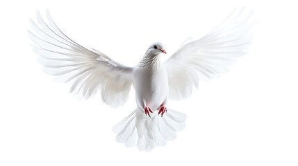 Fototapeta premium A free flying white dove isolated on a white background