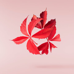 Beautiful bright colorful autumn  leaves falling in the air isolated on pink background. Zero gravity or levitation autumn conception. High resolution image.